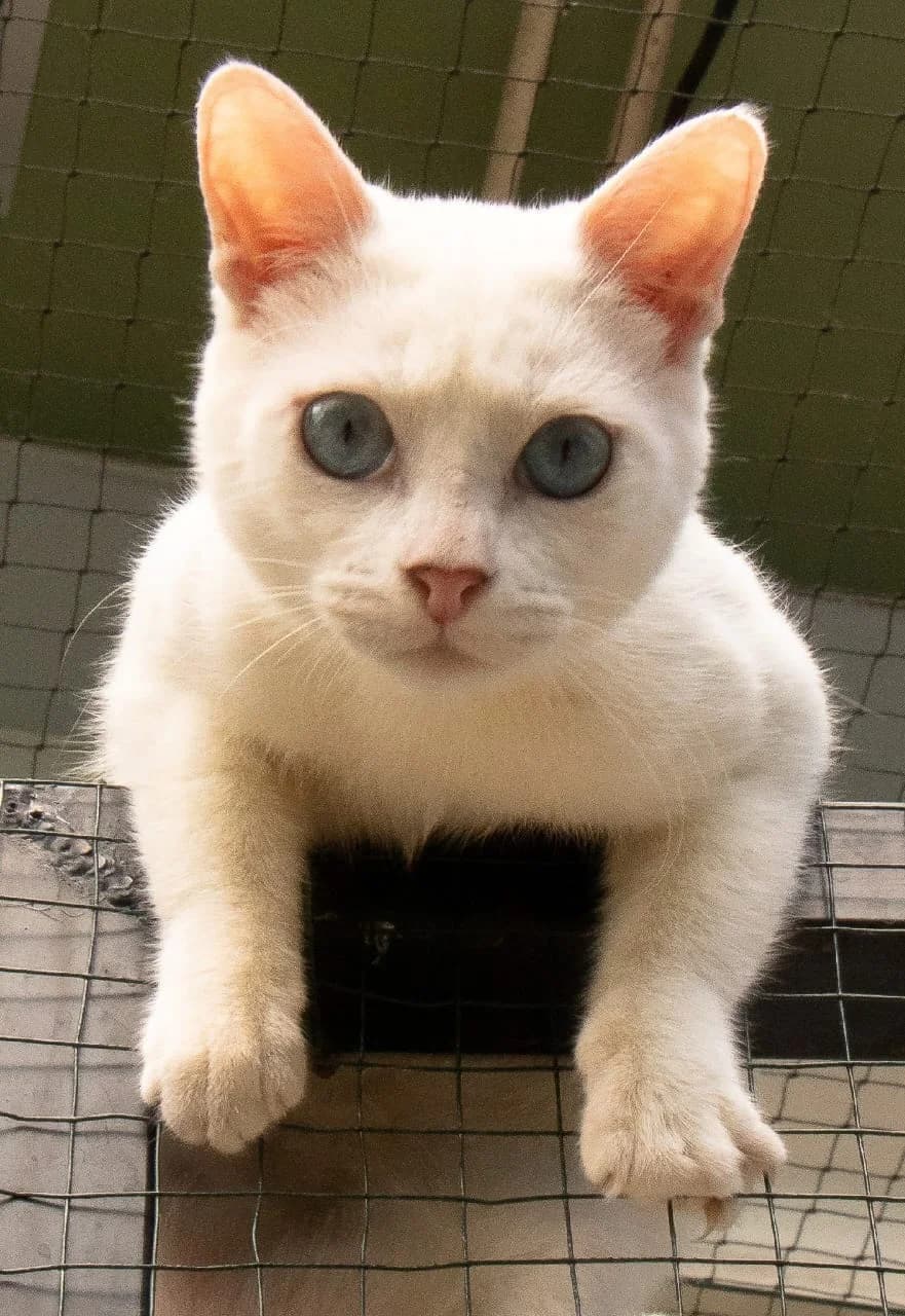 Nougat, male Mixed Breed for adoption at Les Pa