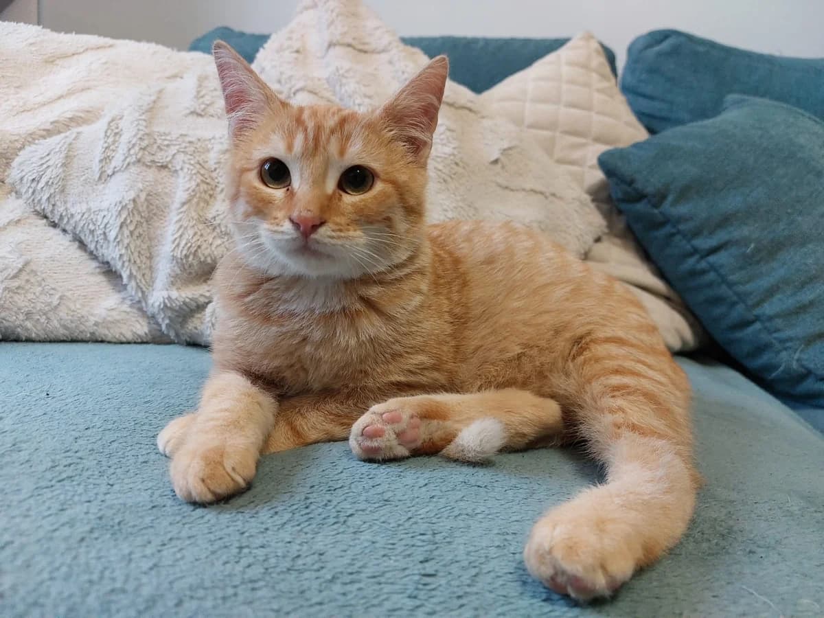 Filou, male Mixed Breed for adoption at Les Pa
