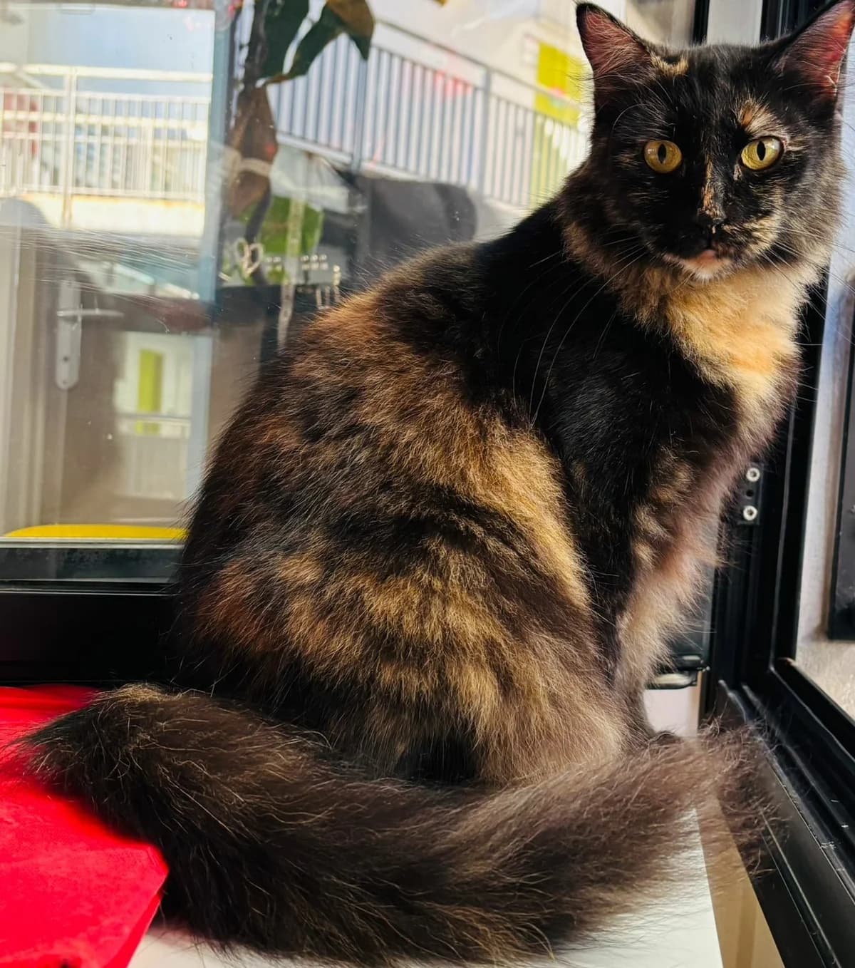 Biscuit, female Mixed Breed for adoption at Les Pa