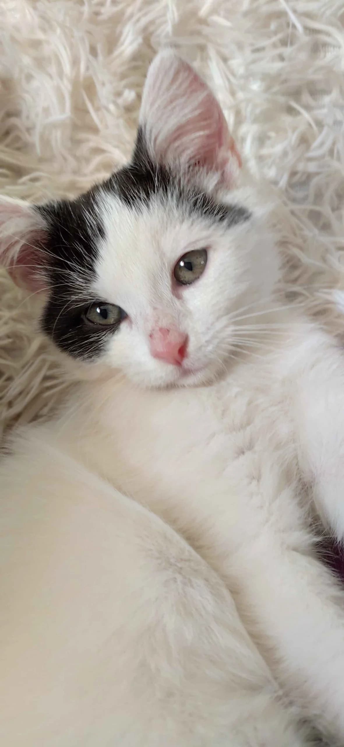 Mya, female Mixed Breed for adoption at Les Pa
