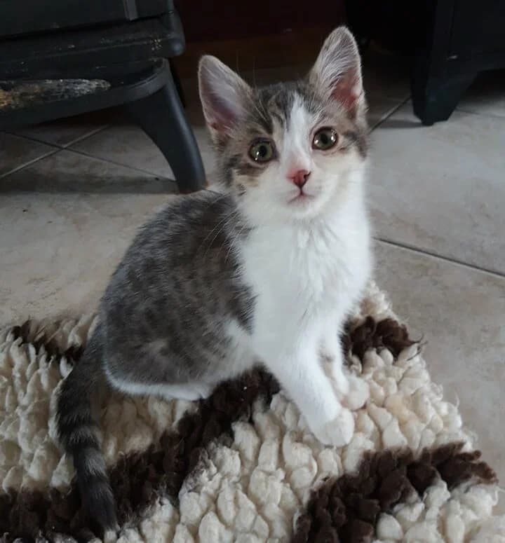 Junior, male Mixed Breed for adoption at Les Pa