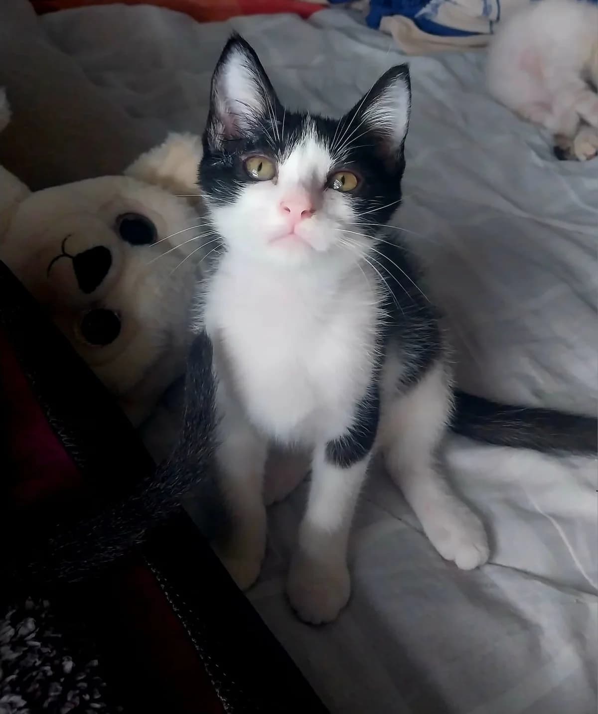 Yuki, female Mixed Breed for adoption at Les Pa