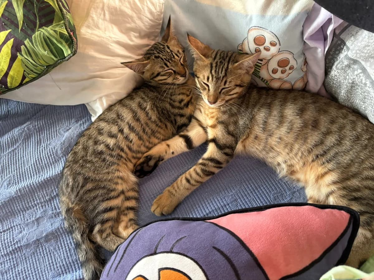 Wally et Yumi, male Mixed Breed for adoption at Les Pa
