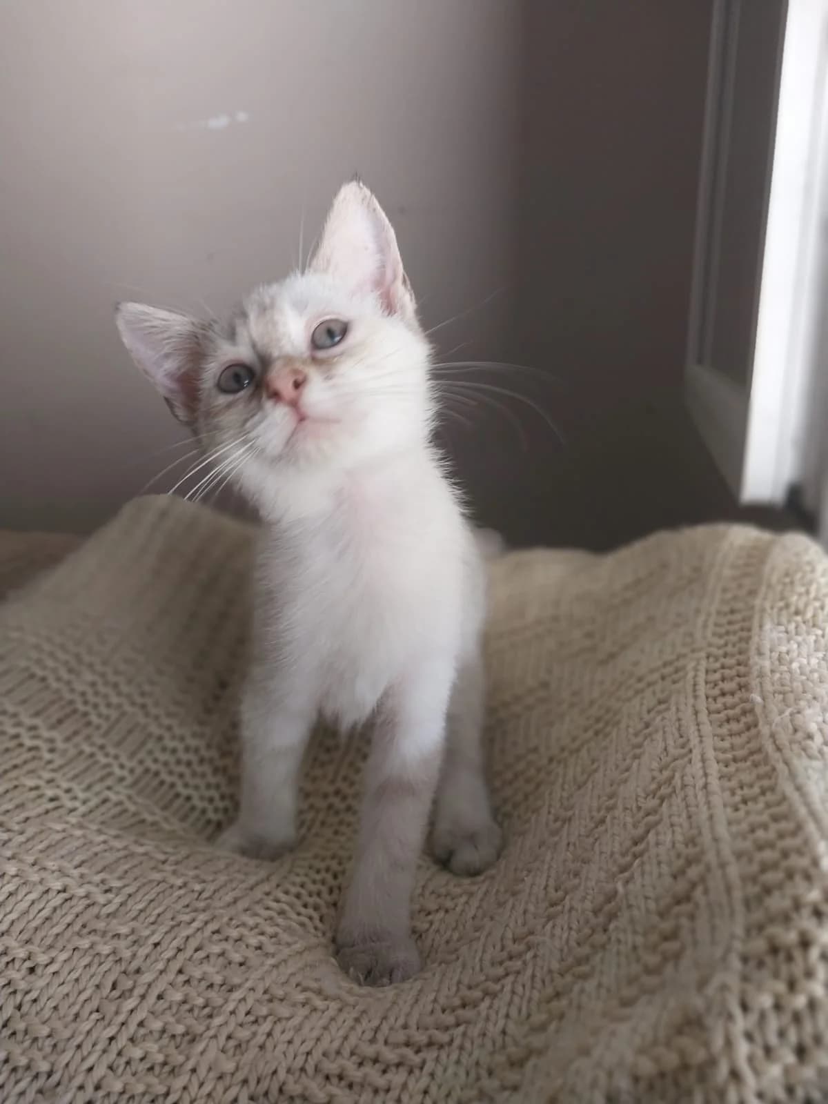 Vaiata, male Mixed Breed for adoption at Les Pa