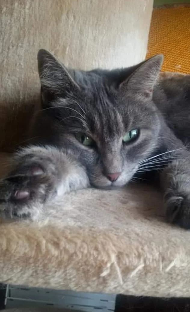 Rรฉglisse, female Mixed Breed for adoption at Les Pa