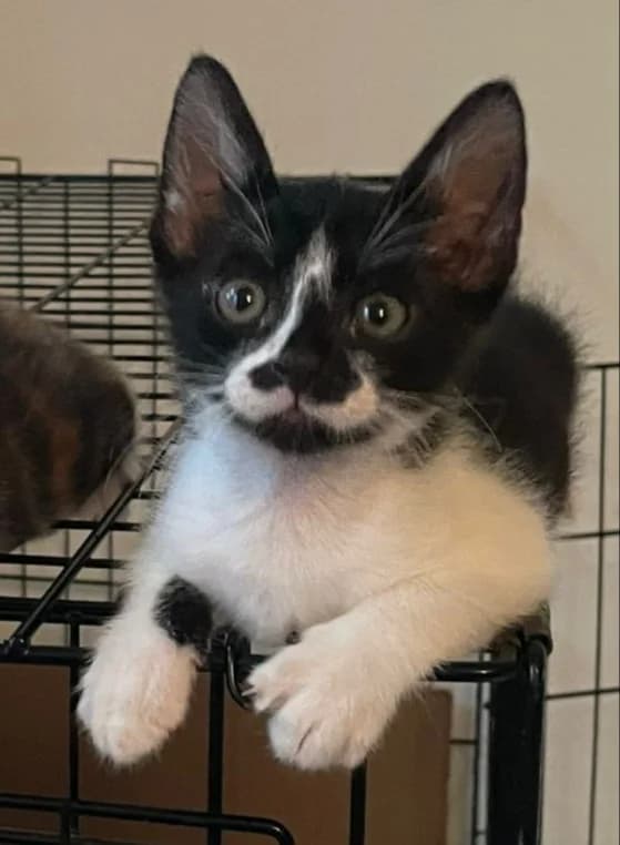 Lassa, female Mixed Breed for adoption at Les Pa