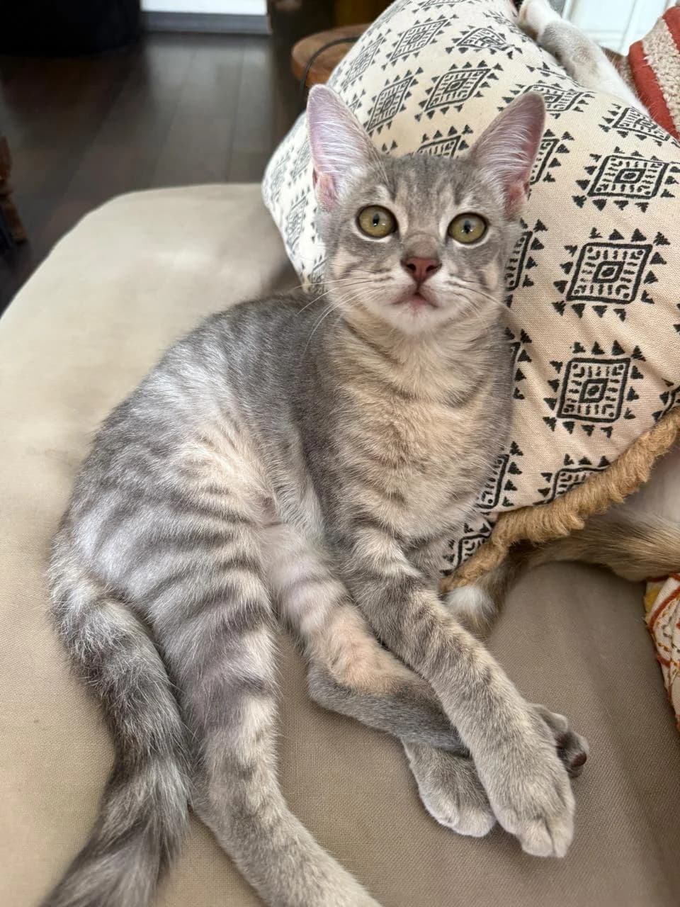 Api, male Mixed Breed for adoption at Les Pa