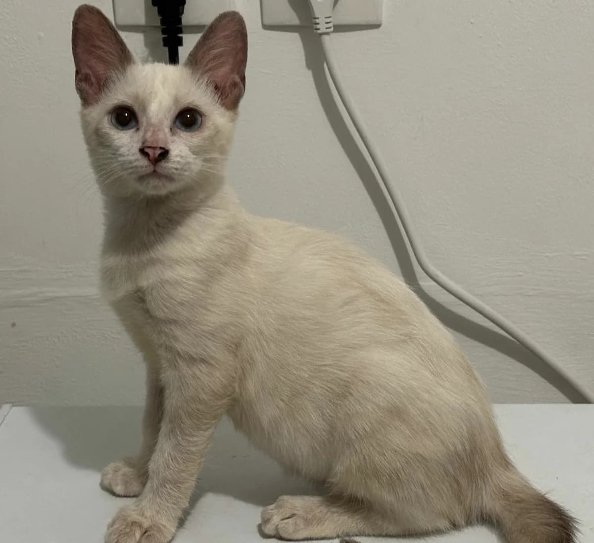 Zazou, male Mixed Breed for adoption at Les Pa