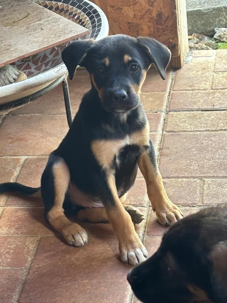 Aragon, male Mixed Breed for adoption at Les Pa