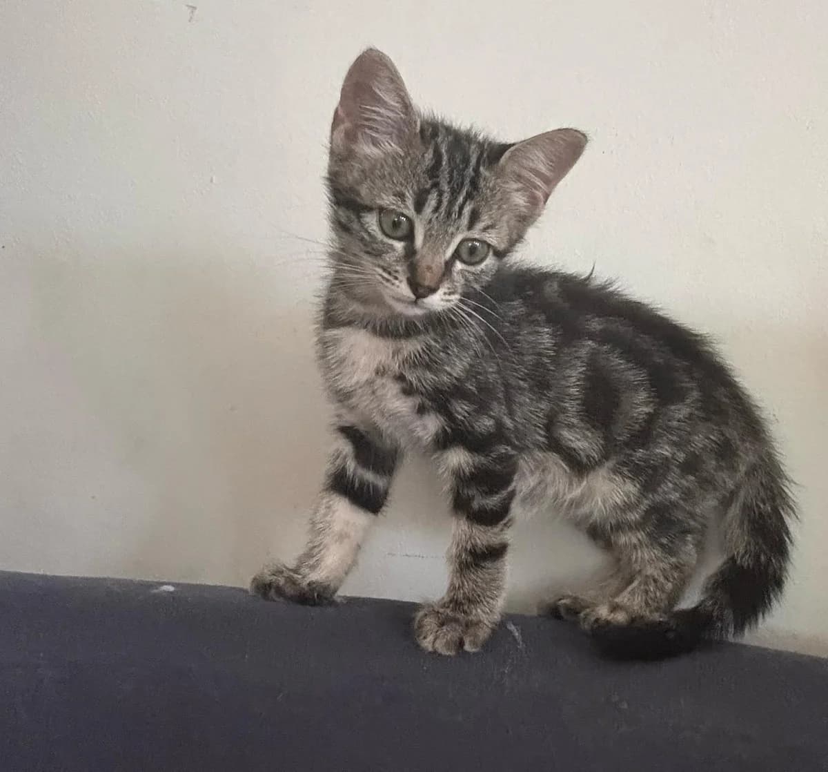 Camée, female Mixed Breed for adoption at Les Pa