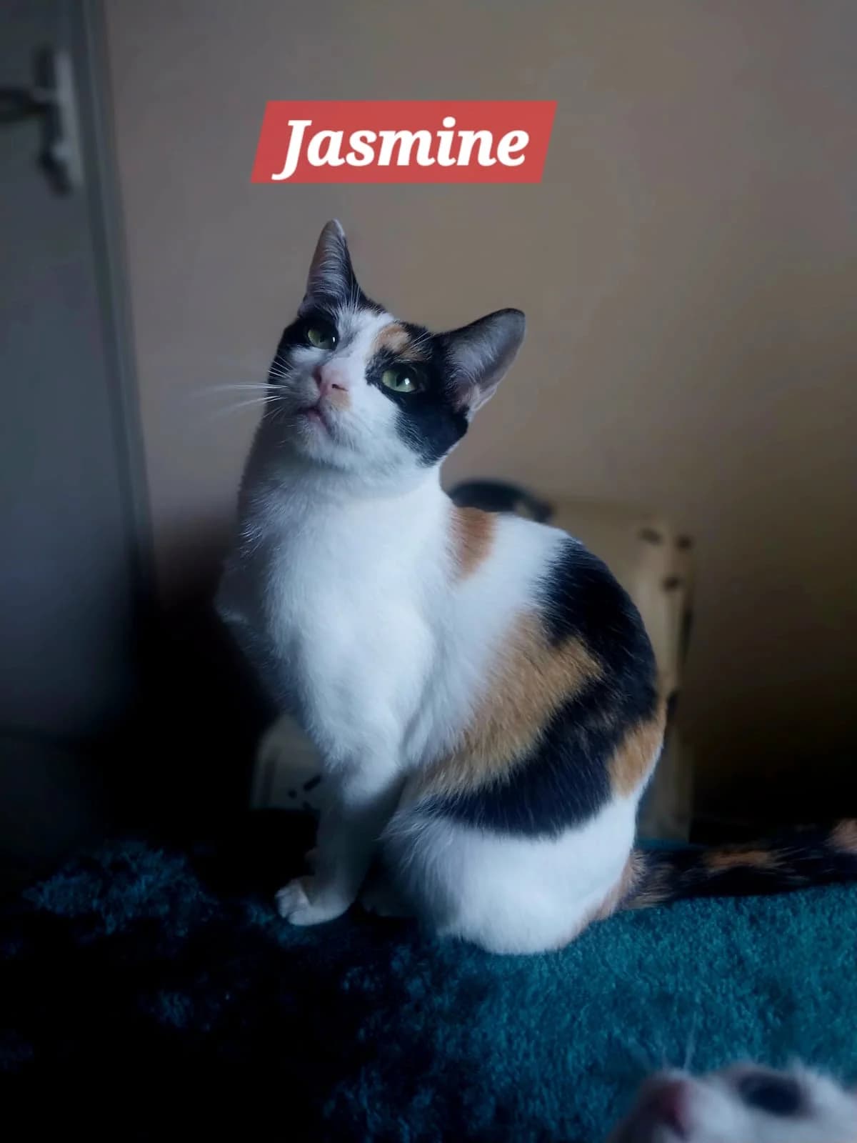 Jasmine, female Mixed Breed for adoption at Les Pa