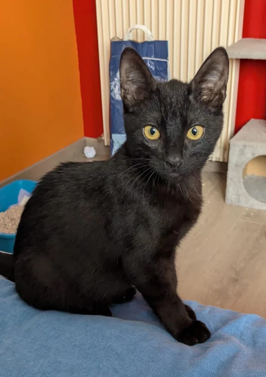 Lucky, male Mixed Breed for adoption at Les Pa