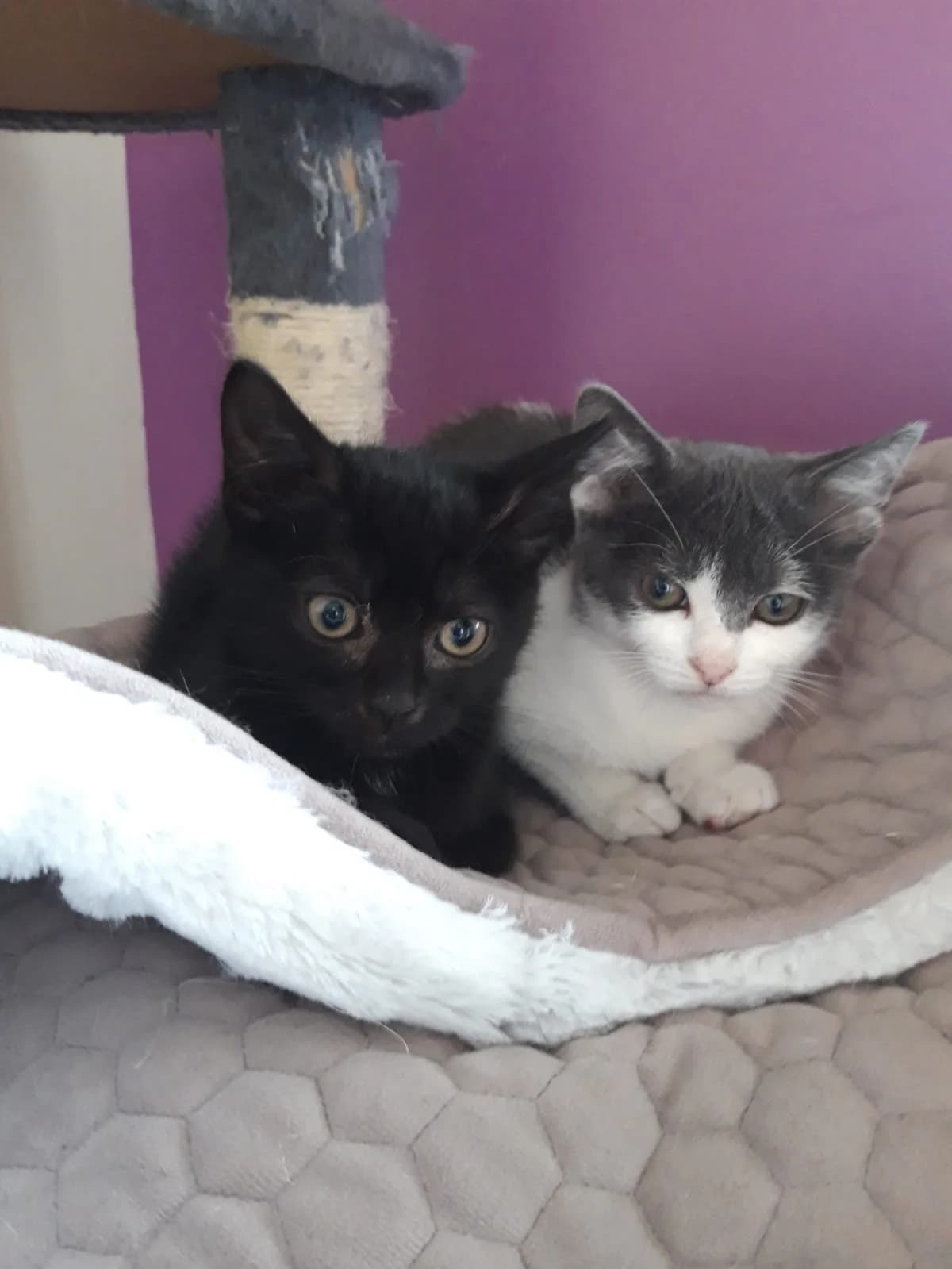 Airi & Jinx, female Mixed Breed for adoption at Les Pa