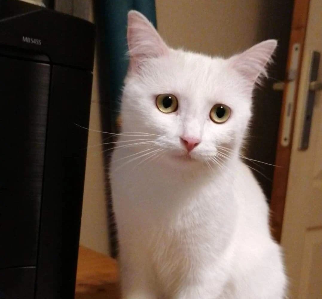 Salem, male Mixed Breed for adoption at Les Pa
