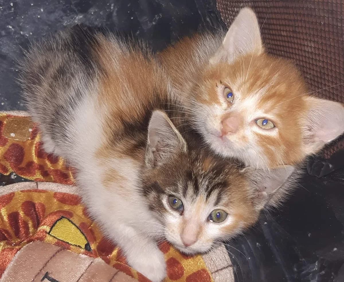 Ruby et Curly, male Mixed Breed for adoption at Les Pa