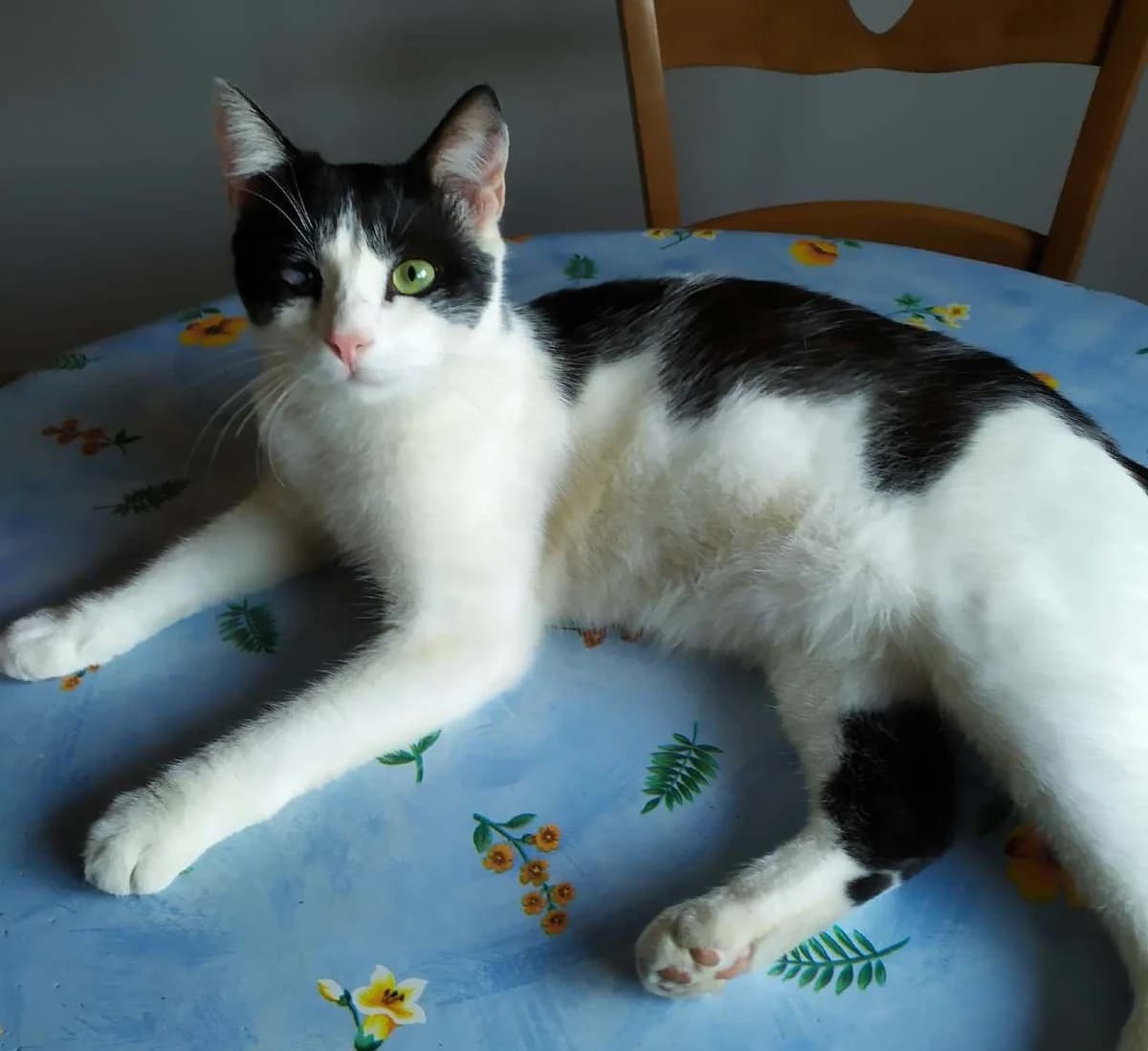 Pixel, male Mixed Breed for adoption at Les Pa