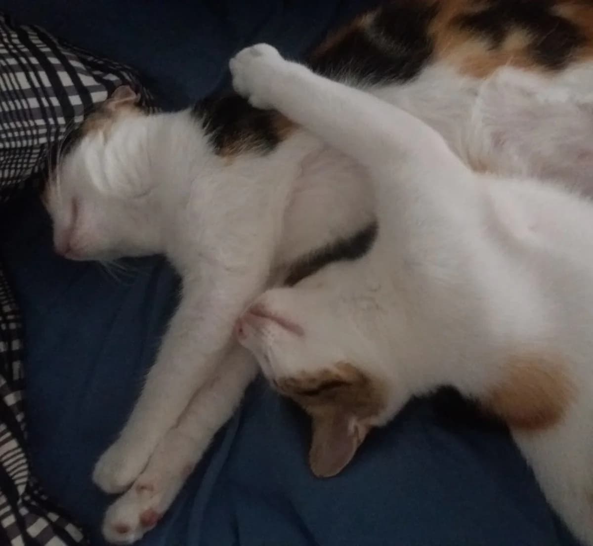 Mimu et Miki, female Mixed Breed for adoption at Les Pa