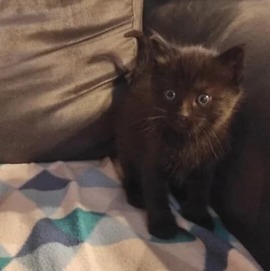 Mogwaï, male Mixed Breed for adoption at Les Pa