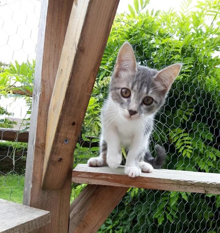 Sissi, female Mixed Breed for adoption at Les Pa
