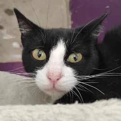 Moore, Noir et blanc female 6yo Mixed Breed for adoption at Les Pachas, les pachas