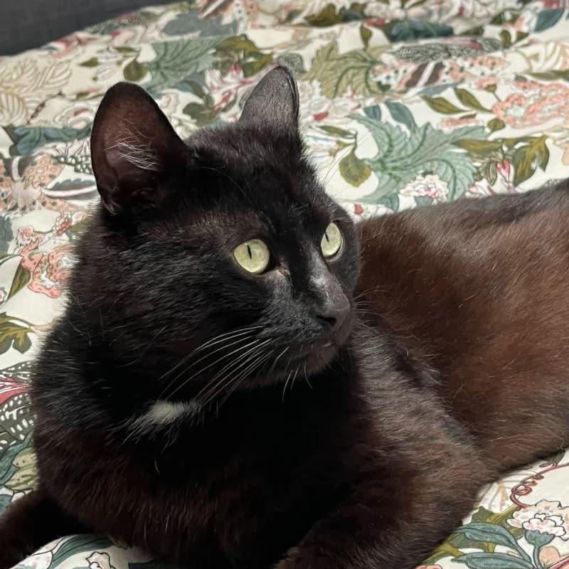 Remy, Noir male senior Mixed Breed for adoption at Les Pachas, les pachas