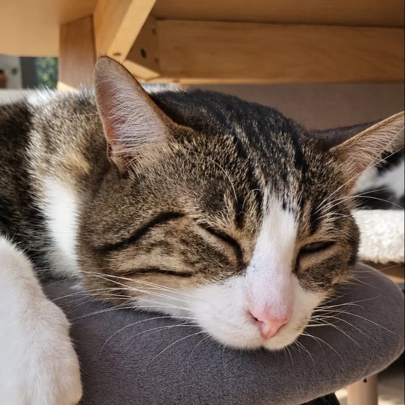 Pantoufle, Brown tabby and white male 3yo Mixed Breed for adoption at Les Pachas, les pachas