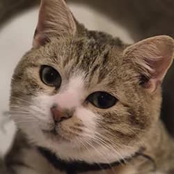 Feuilleté, male Mixed Breed for adoption at Les Pachas, les pachas