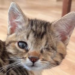 Cinnamoroll, male Mixed Breed for adoption at Les Pachas, les pachas