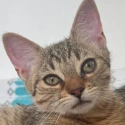 My Melody, female Mixed Breed for adoption at Les Pachas, les pachas
