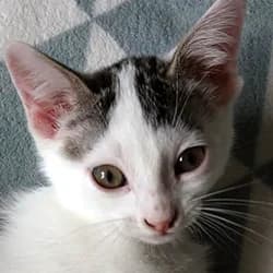 Jamui, male Mixed Breed for adoption at Les Pachas, les pachas