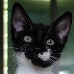 Hisar, male Mixed Breed for adoption at Les Pachas, les pachas