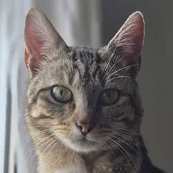 Lé, male Mixed Breed for adoption at Les Pachas, les pachas
