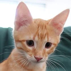 Thé, male Mixed Breed for adoption at Les Pachas, les pachas