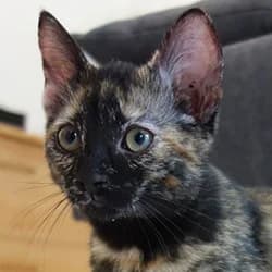 Kiona, female Mixed Breed for adoption at Les Pachas, les pachas