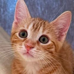 Pana, female Mixed Breed for adoption at Les Pachas, les pachas