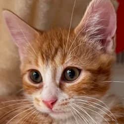 Kota, male Mixed Breed for adoption at Les Pachas, les pachas