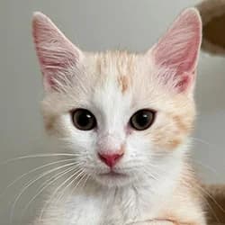 Ohio, male Mixed Breed for adoption at Les Pachas, les pachas