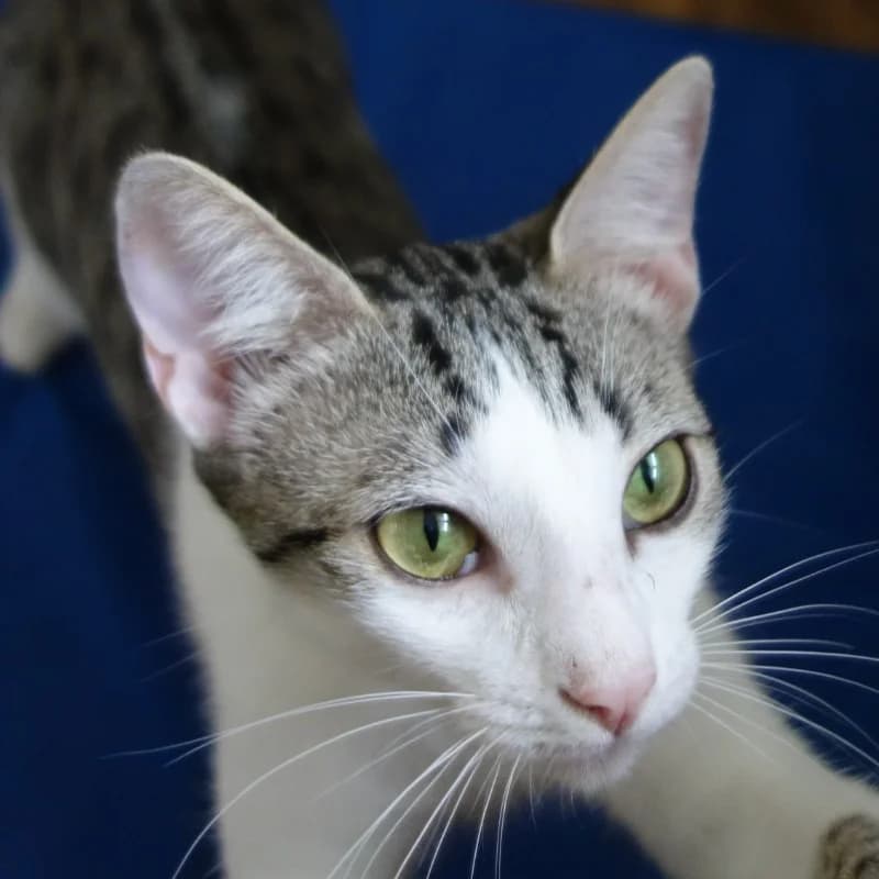 Yeola, female young Mixed Breed for adoption at Les Pachas, les pachas