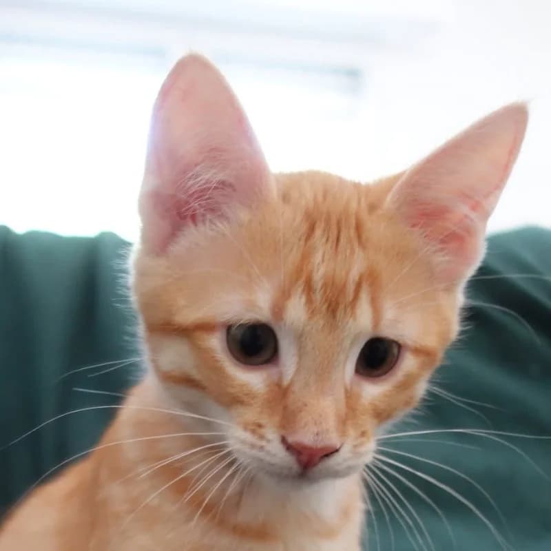 Théo, Red tabby male puppy Mixed Breed for adoption at Les Pachas, les pachas