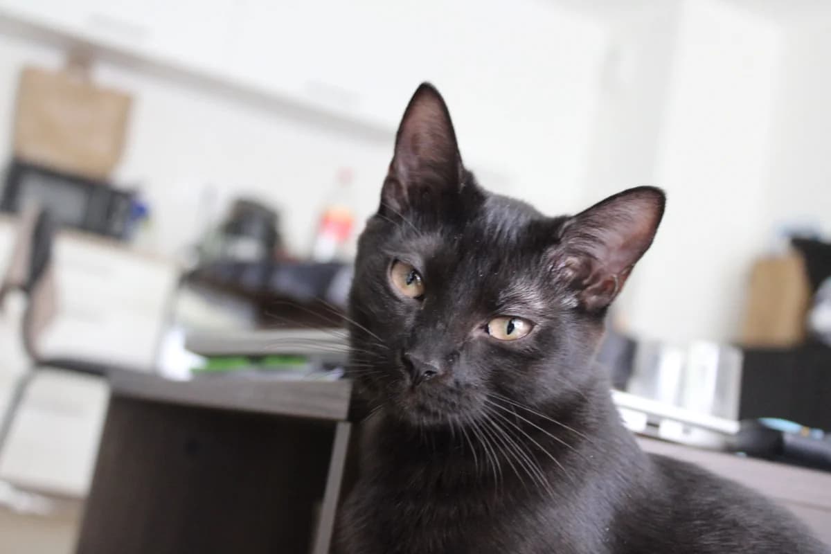 Driss, Noir female puppy Mixed Breed for adoption at Les Pachas, les pachas