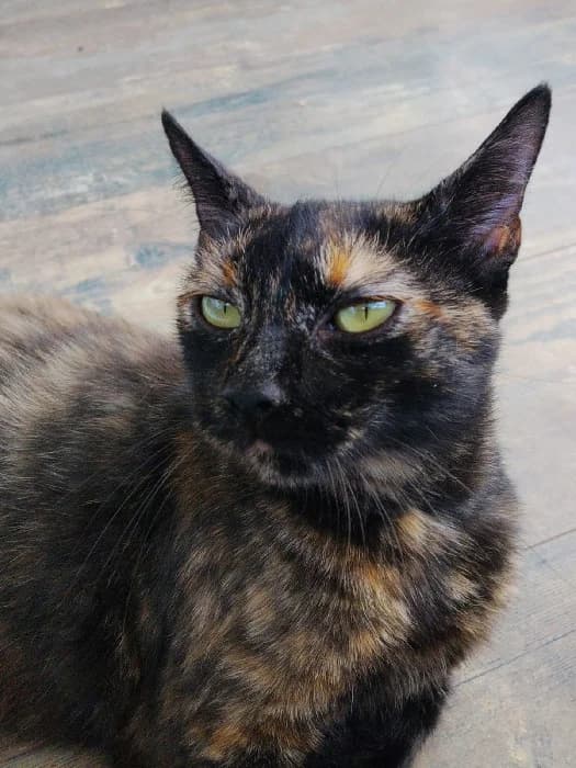 BUGATTI, female 4yo Mixed Breed for adoption at Les Pattounes Libres