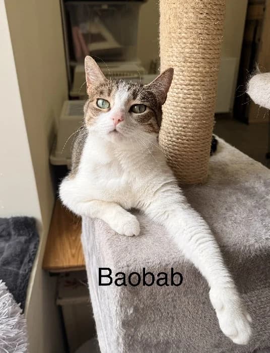 BAOBAB, female 3yo Mixed Breed for adoption at Les Pattounes Libres