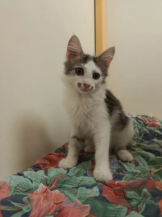 BREE, Mixed Breed for adoption at Les Pattounes Libres