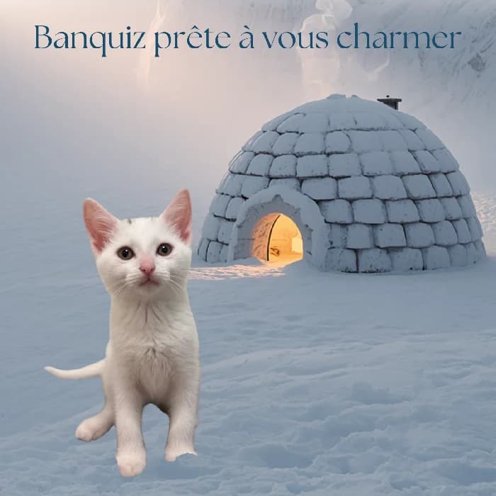 BANQUIZ, male 4yo Mixed Breed for adoption at Les Pattounes Libres