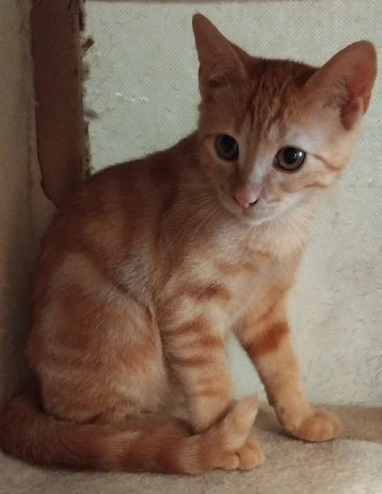 BALROG, male puppy Mixed Breed for adoption at Les Pattounes Libres