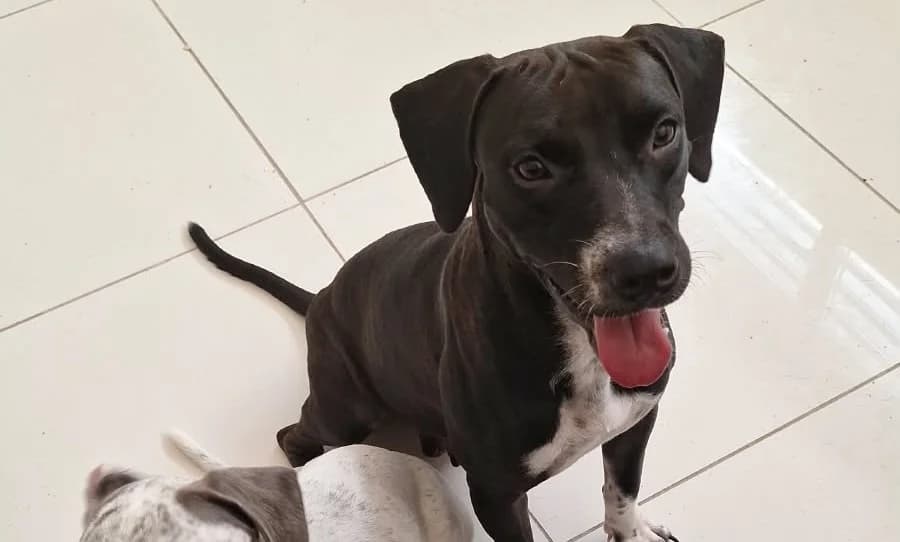 Bella mama de Belly, female 5yo mixed breed for adoption at Les Petits Innocents, les petits innocents
