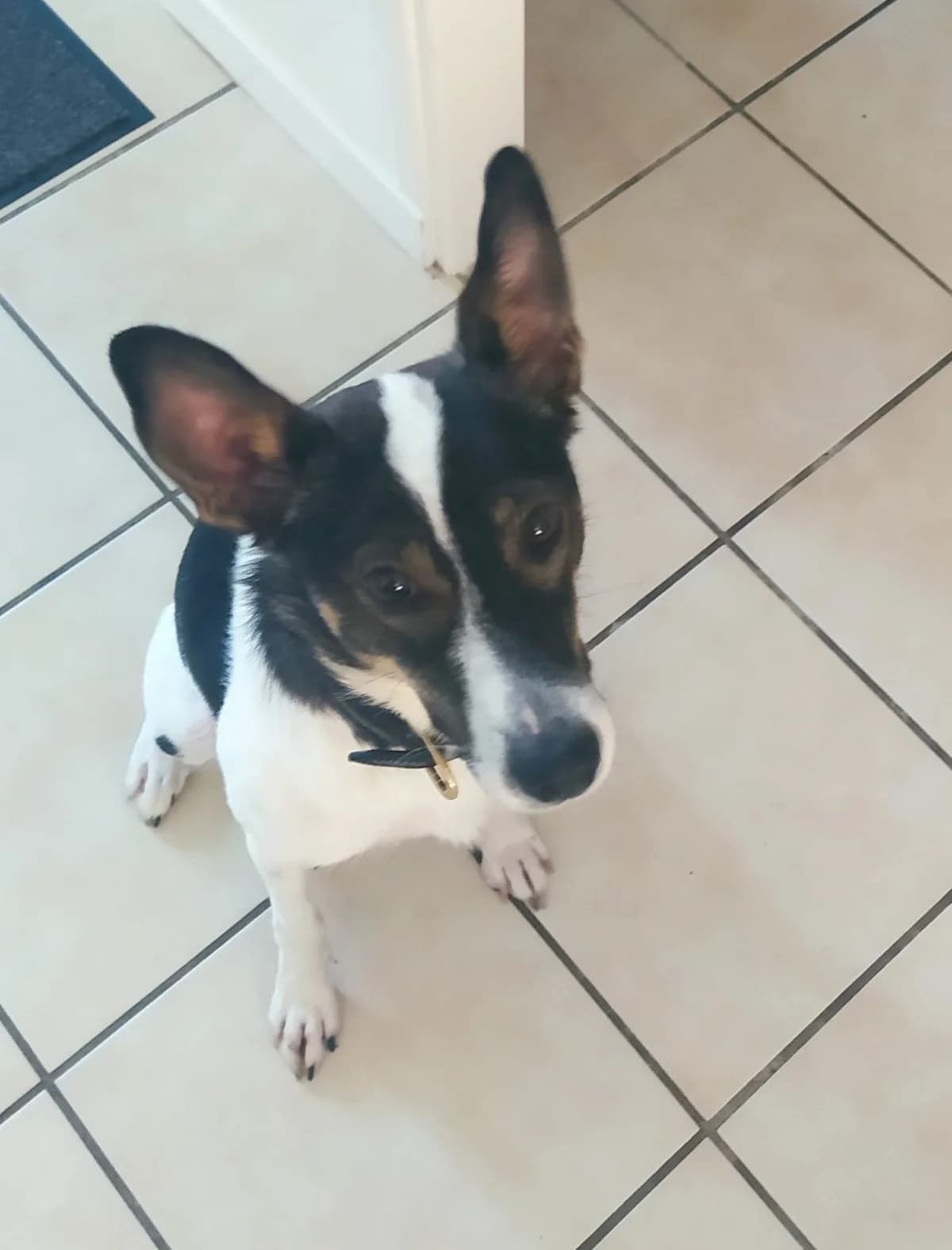 Latochka, female young mixed breed for adoption at Les Petits Innocents, les petits innocents
