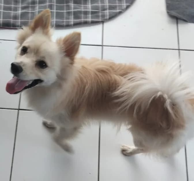 Tooba, male young Mixed Breed for adoption at Les Petits Innocents, les petits innocents