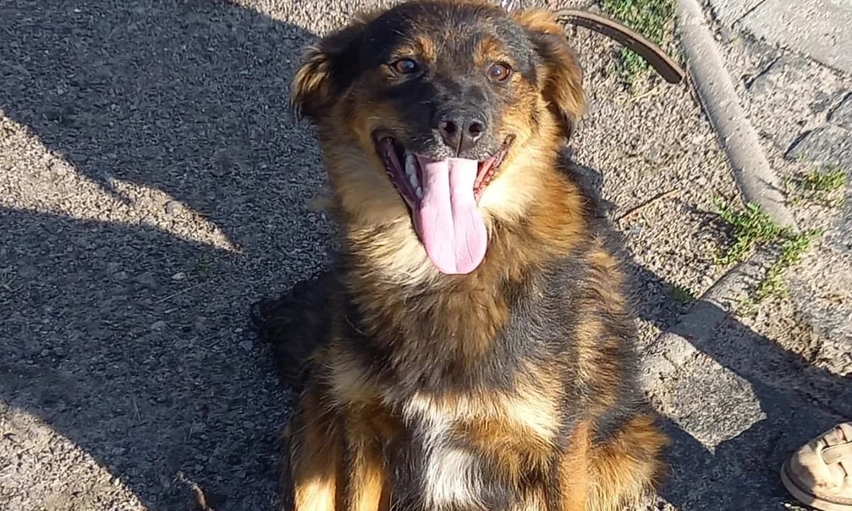 Stepan, male young Mixed Breed for adoption at Les Petits Innocents, les petits innocents