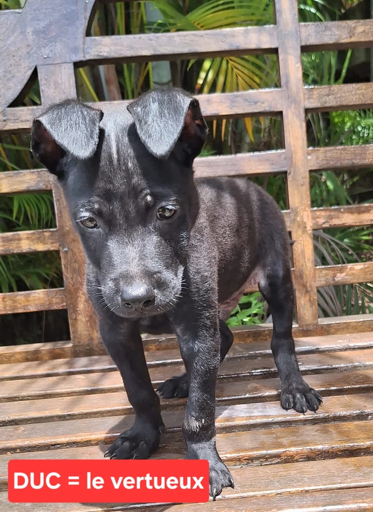 Duc, male Mixed Breed for adoption at Les Petits Innocents, les petits innocents